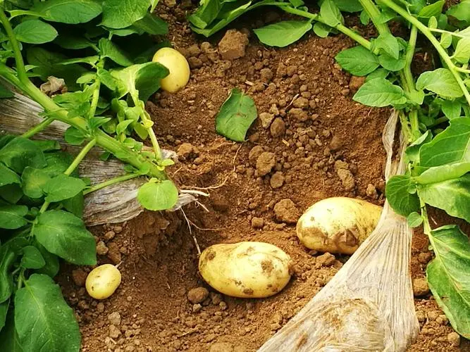 土豆是植物的根還是莖?科學解析土豆地下莖塊的真面目