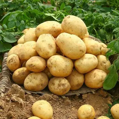 土豆是植物的根還是莖?科學解析土豆地下莖塊的真面目