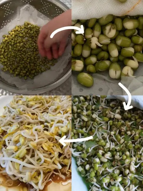 綠豆芽怎么發(fā)豆芽的步驟全程指南,享受自家輕松培育新鮮豆芽