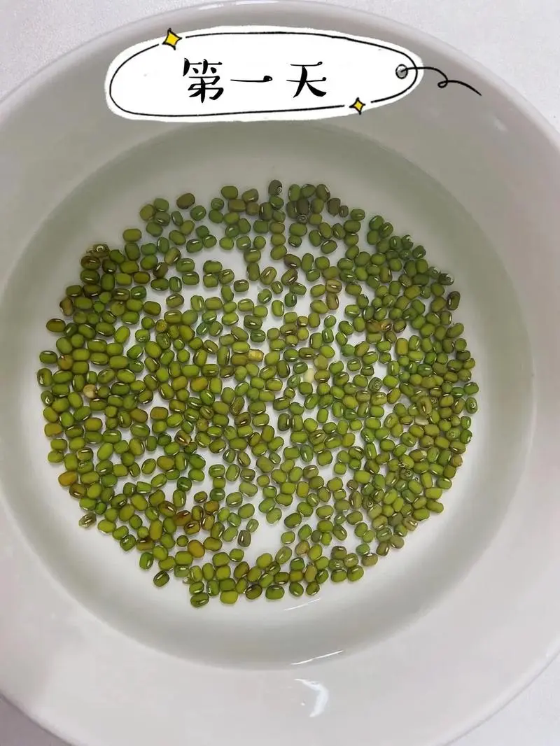 綠豆芽怎么發(fā)豆芽的步驟全程指南,享受自家輕松培育新鮮豆芽