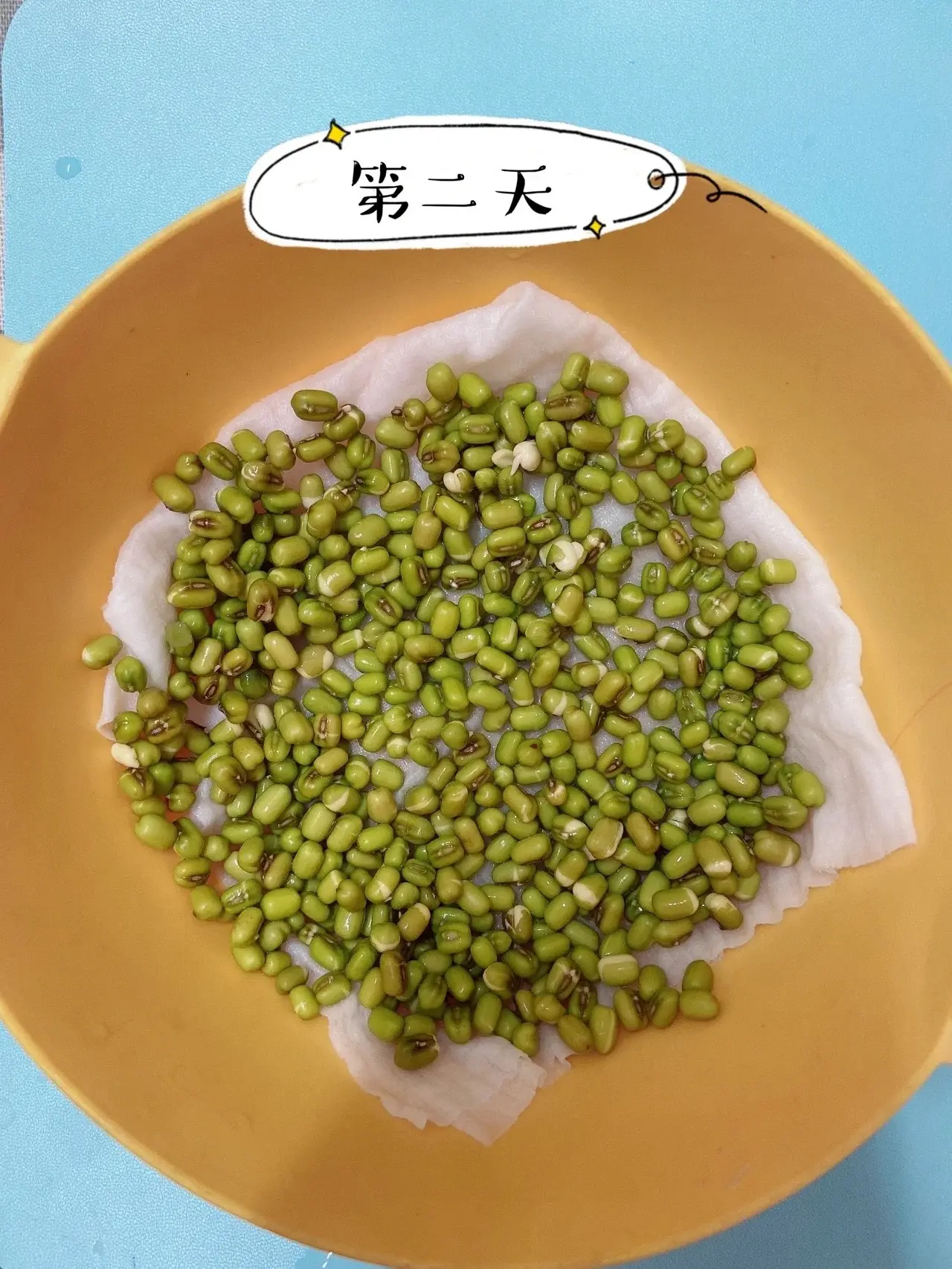 綠豆芽怎么發(fā)豆芽的步驟全程指南,享受自家輕松培育新鮮豆芽