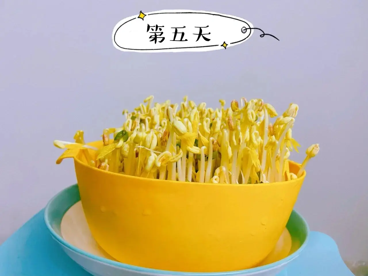 綠豆芽怎么發(fā)豆芽的步驟全程指南,享受自家輕松培育新鮮豆芽