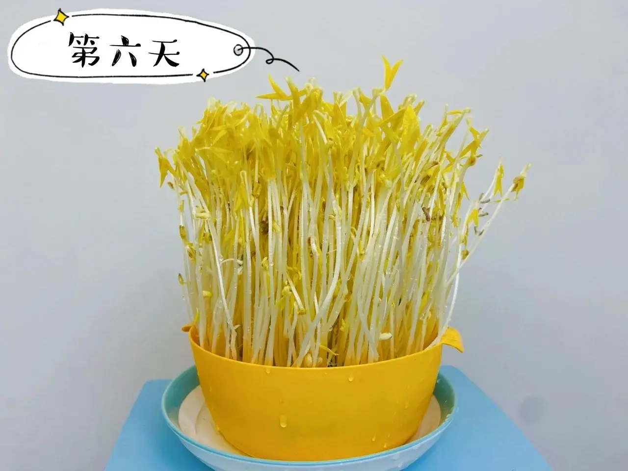 綠豆芽怎么發(fā)豆芽的步驟全程指南,享受自家輕松培育新鮮豆芽