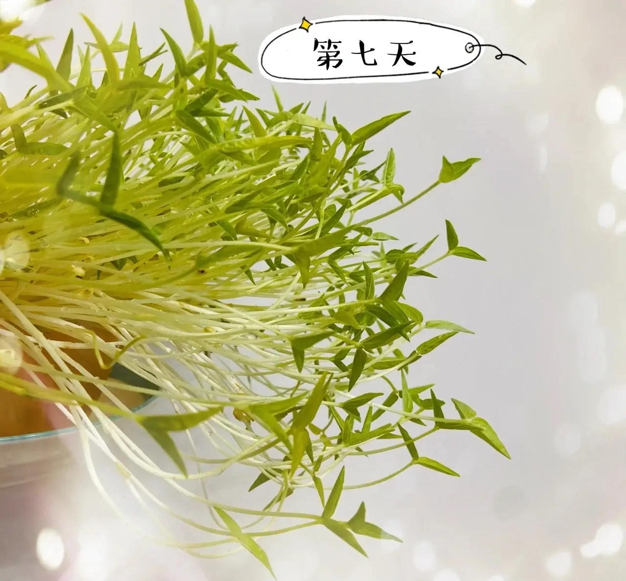 綠豆芽怎么發(fā)豆芽的步驟全程指南,享受自家輕松培育新鮮豆芽
