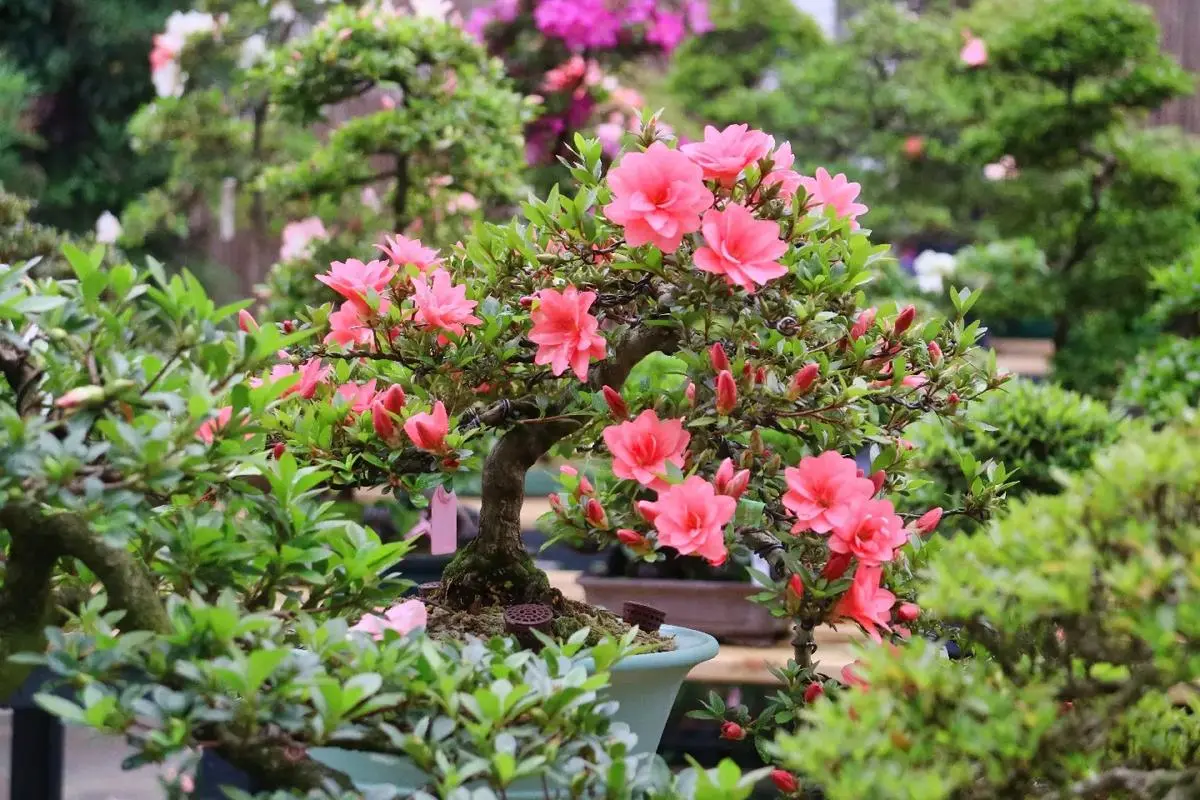 杜鵑花盆栽養護手冊:病蟲害防治與環境適應的全面指南