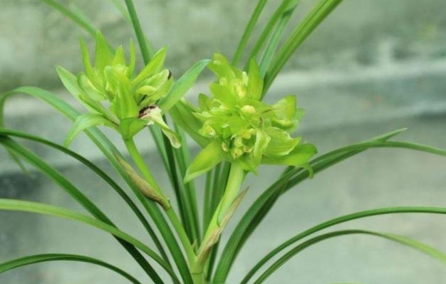 <strong>春蘭蘭花養殖秘籍：環境溫度控制、肥料施用與病蟲害防治方法</strong>