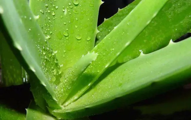 蘆薈汁的神奇功效:美容護(hù)膚、消化促進(jìn)與免疫力提升的超級食物