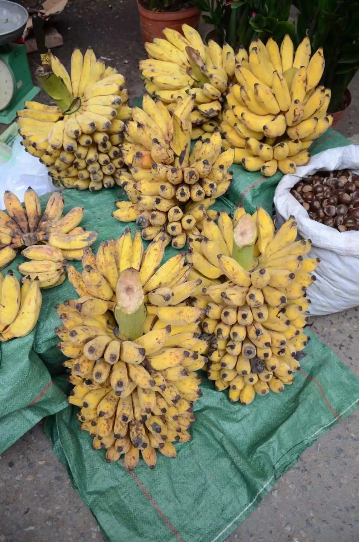 芭蕉樹的果實能吃嗎?美味與營養并存的熱帶自然風味饋贈