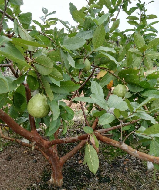 芭樂果的原產種植地是哪里？芭樂果的種植版圖與遷徙之路