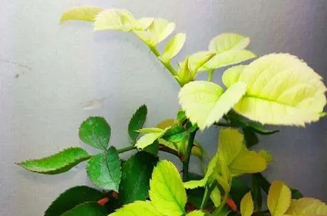 花卉養殖黃葉之謎:專家教你根源入手如何對癥下藥