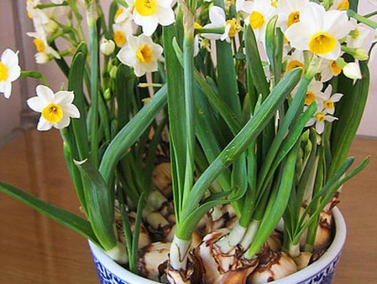 水仙花有毒嗎?可以在室內(nèi)養(yǎng)嗎?全面解答與養(yǎng)殖技巧