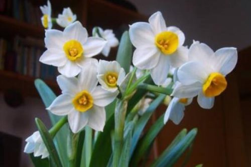 水仙花有毒嗎?可以在室內(nèi)養(yǎng)嗎?全面解答與養(yǎng)殖技巧