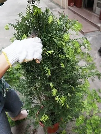 紅豆杉修剪方法與時間:4-10月生長期與10月至次年4月休眠期的修剪技巧