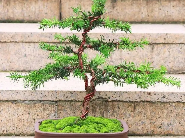 紅豆杉修剪方法與時間:4-10月生長期與10月至次年4月休眠期的修剪技巧