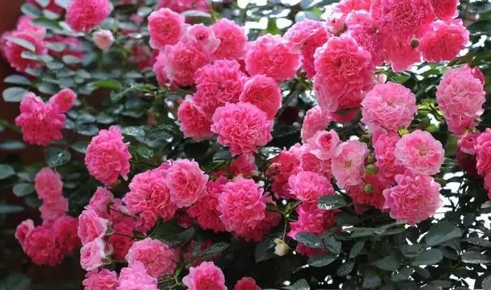 荷花薔薇月季花大比拼：綻放春日的花海奇跡