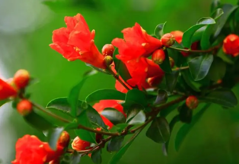 石榴花開綻放的絕美時光,你不可錯過的夏日花海盛宴