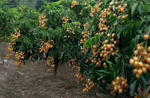 <strong>黃皮果樹最佳施肥方法，打造高產優質的施肥黃金法則助力豐收</strong>