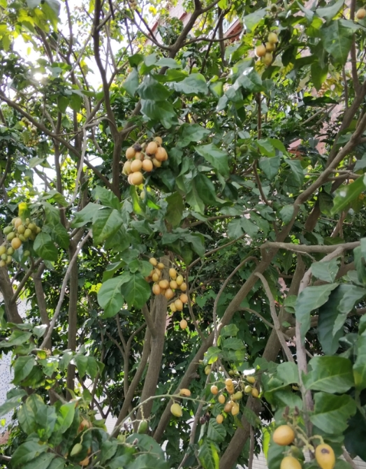 黃皮果樹最佳施肥方法，打造高產(chǎn)優(yōu)質(zhì)的施肥黃金法則助力豐收季