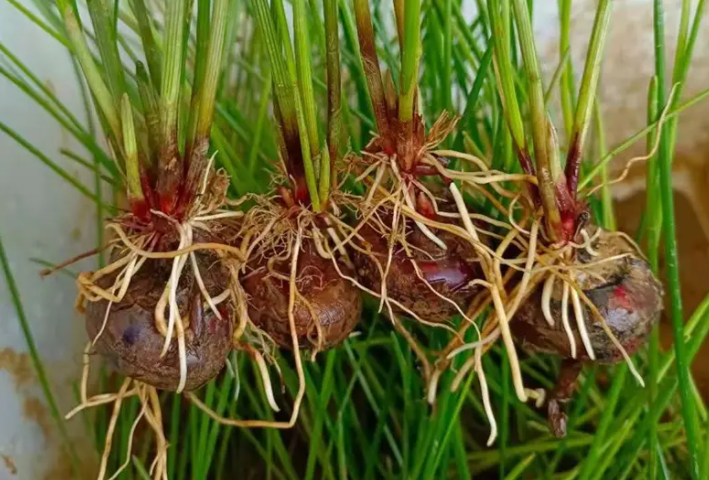 荸薺[bí qi]是植物的根還是莖？解開根莖之爭，探尋其獨特植物學身份