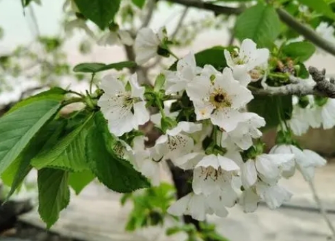 櫻桃樹開花時間如約而至:四季輪回的美麗與希望的信號