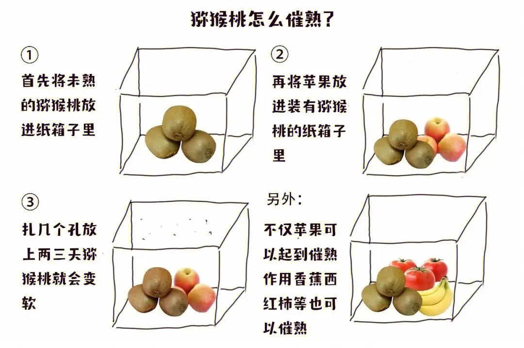 獼猴桃快速催熟秘籍法,解鎖美味讓味蕾不再等待