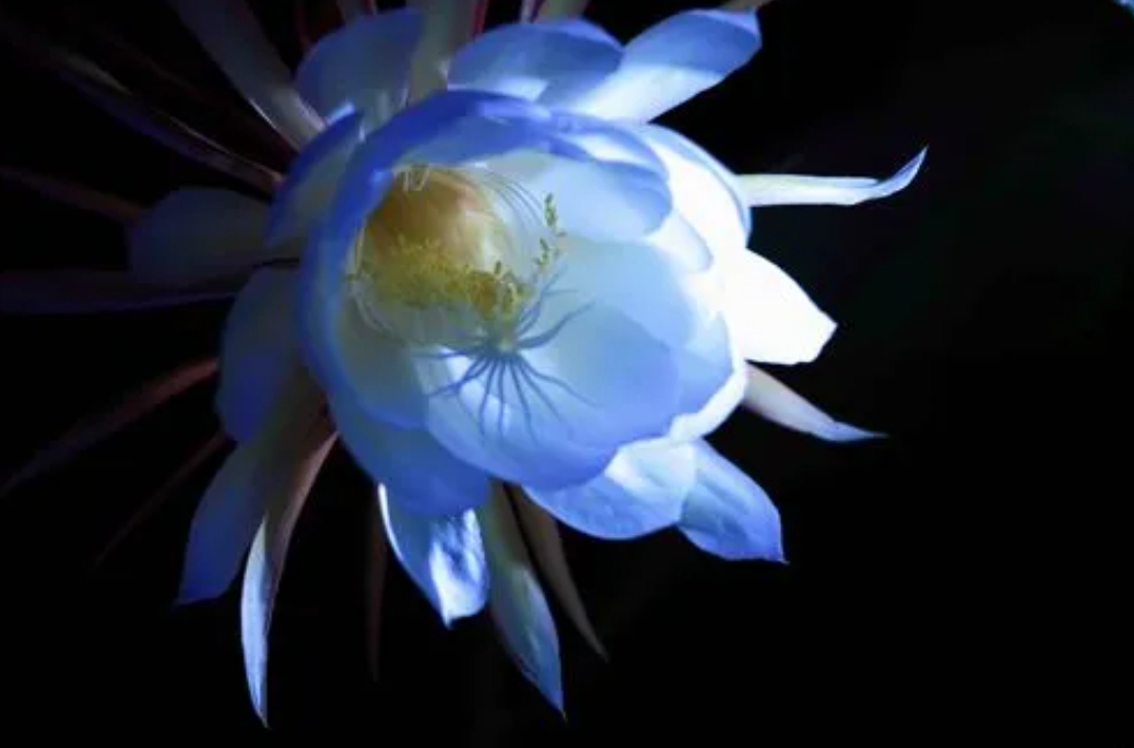 曇花一現,幾色傾城?曇花多樣色彩之美盛宴