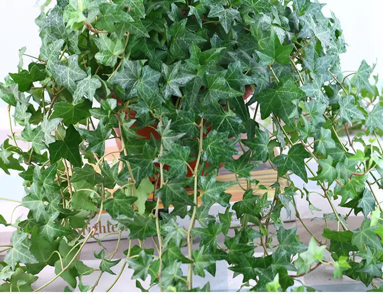 綠意盎然,養護無憂:揭秘常春藤綠植的輕松養護秘訣