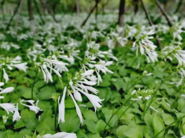 探秘玉簪花開月,一睹夏日清新之美