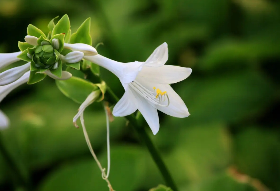 探秘玉簪花開月,一睹夏日清新之美