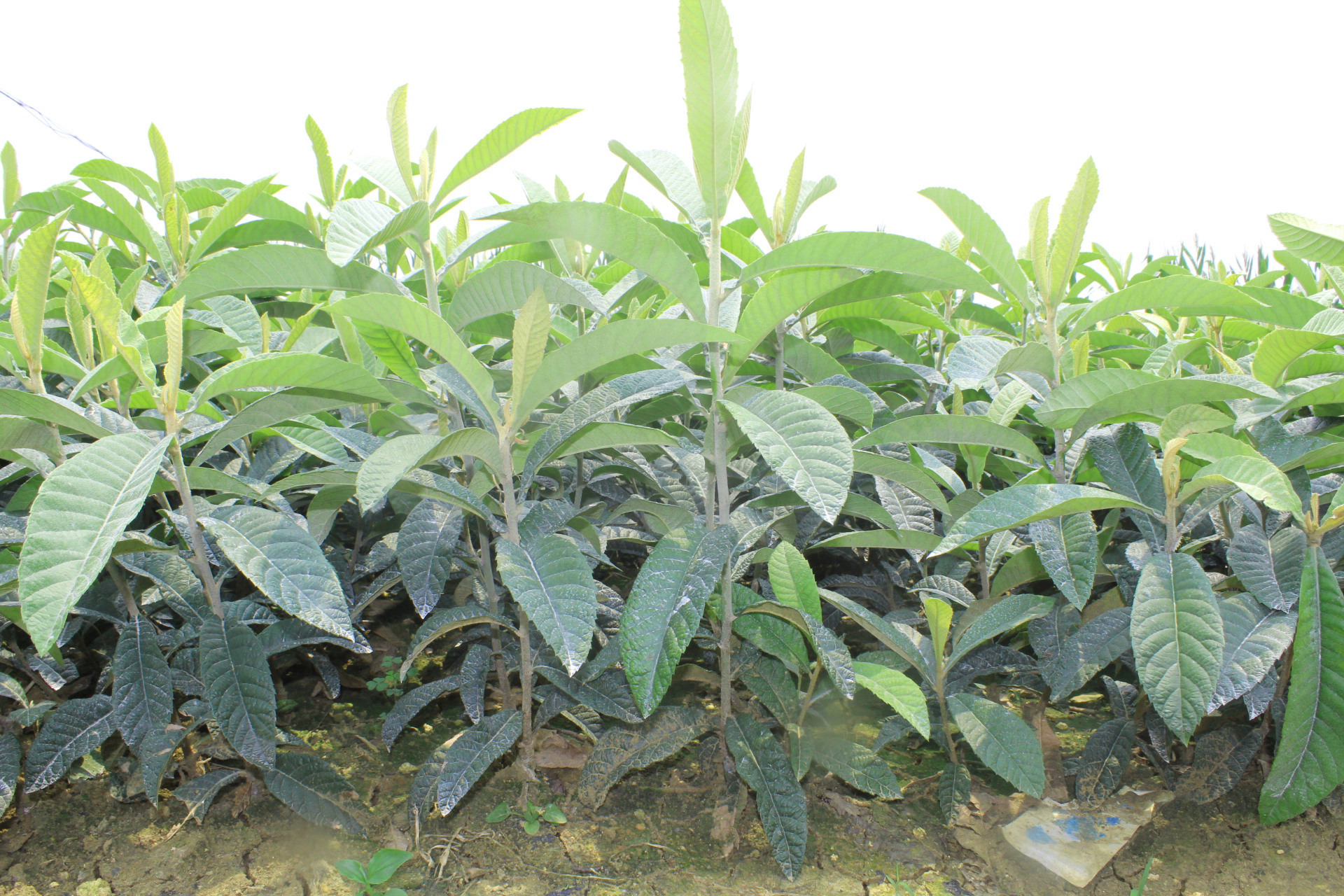 枇杷樹苗什么季節(jié)種植比較好?選對季節(jié),種下財富之樹