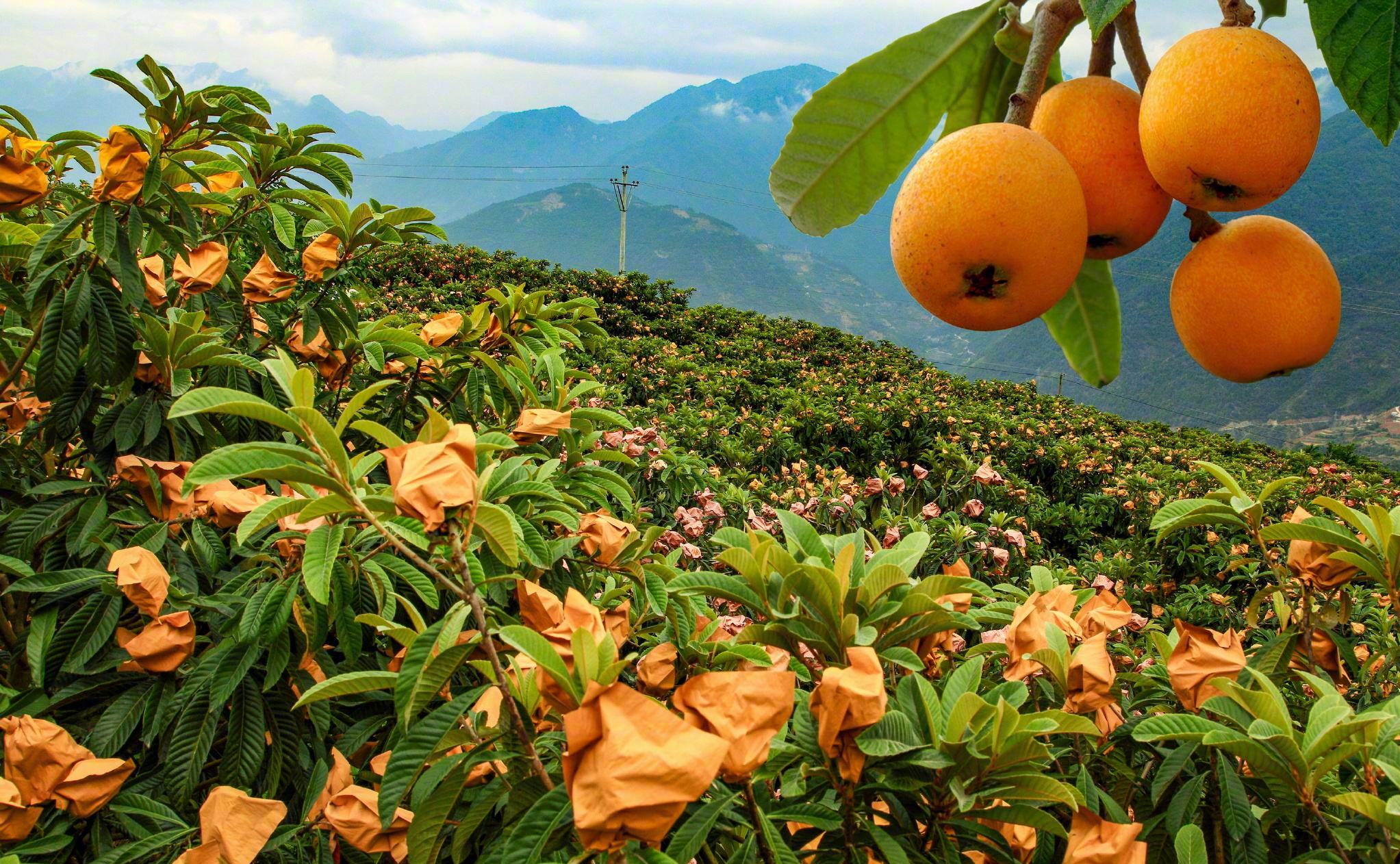 枇杷樹苗什么季節(jié)種植比較好?選對季節(jié),種下財富之樹