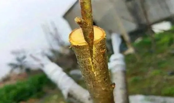 嫁接的智慧,美味的果實——深度剖析李子樹最佳嫁接樹種