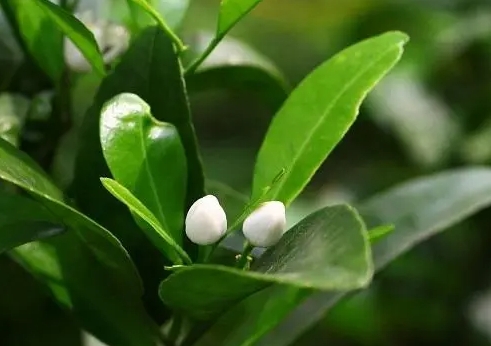 桔子樹開花結(jié)果月份揭秘：把握時(shí)機(jī)與自然的甜蜜邂逅！