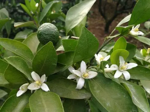 桔子樹開花結果月份揭秘:把握時機與自然的甜蜜邂逅!
