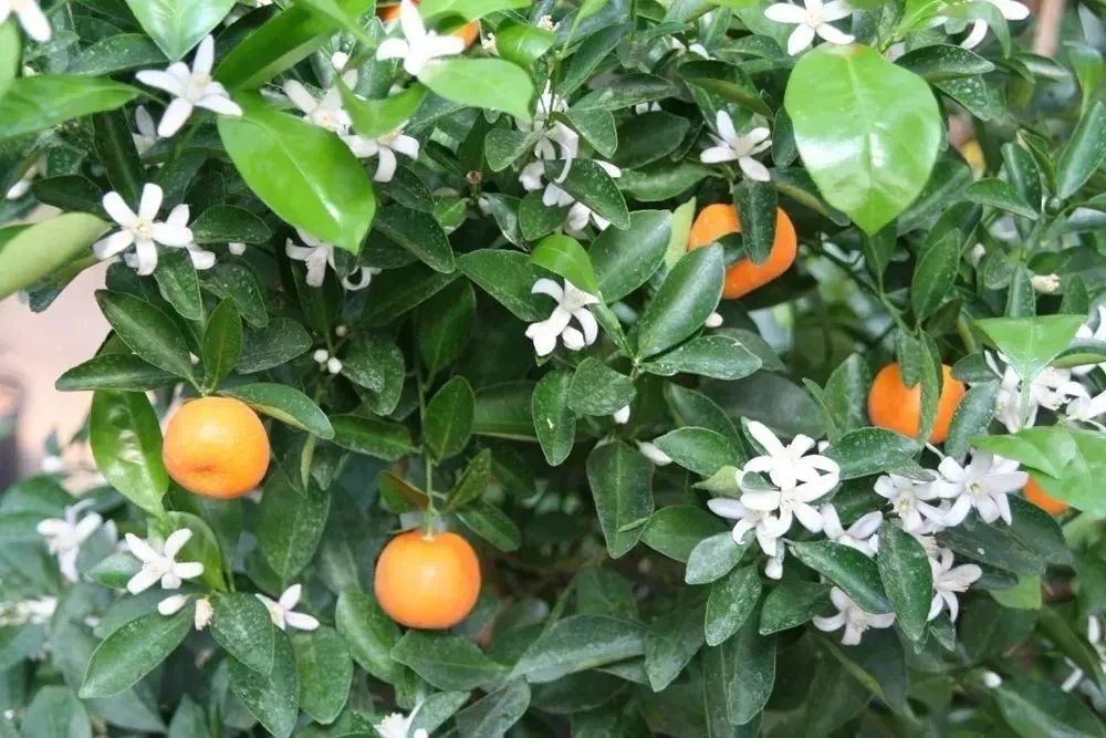 桔子樹開花結果月份揭秘:把握時機與自然的甜蜜邂逅!
