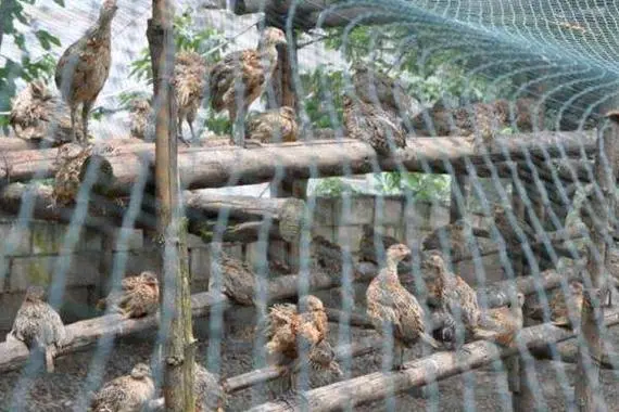 斑鳩養殖新紀元:揭秘高效人工養殖技術與管理方法秘籍,引領致富新潮流