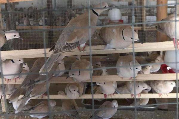 斑鳩養殖新紀元:揭秘高效人工養殖技術與管理方法秘籍,引領致富新潮流
