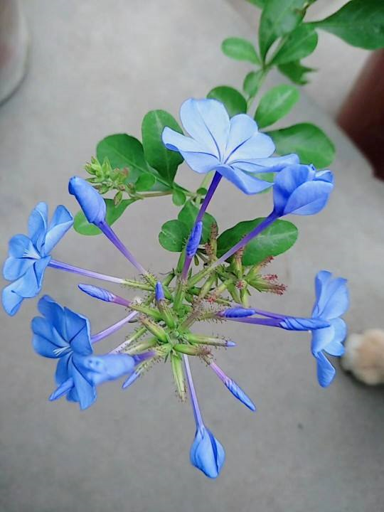藍雪花喜水嗎?藍雪花養護指南,綻放迷人藍花?