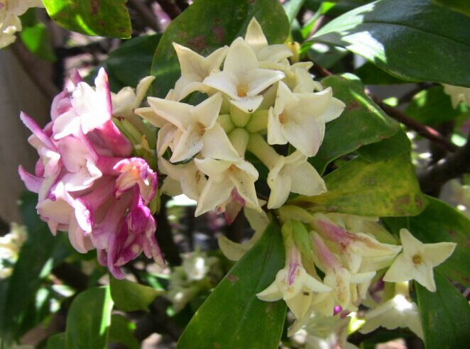 一花一世界,一香一傳奇——深入探索瑞香花的芬芳之源!