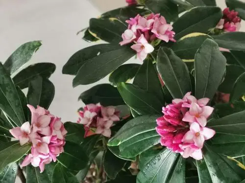 一花一世界,一香一傳奇——深入探索瑞香花的芬芳之源!