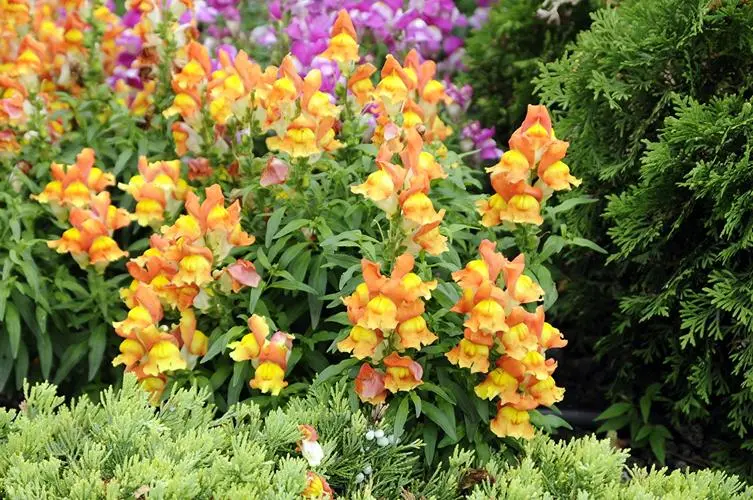 揭秘植物界謎題!金魚草:是花?是草?還是兩者皆是?