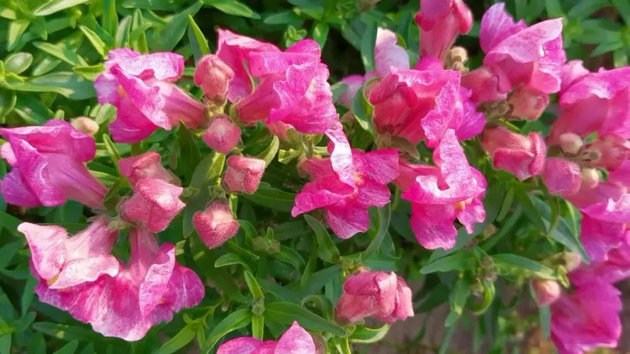 揭秘植物界謎題!金魚草:是花?是草?還是兩者皆是?