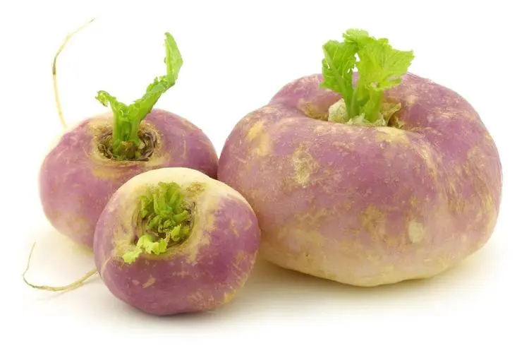 蕪菁是蘿卜嗎?別再傻傻分不清蕪菁與蘿卜的區(qū)別