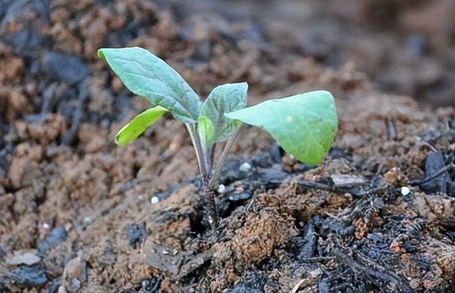 茄子籽能種出來茄子嗎?茄子籽的種植秘籍,種出你的專屬綠色蔬菜!