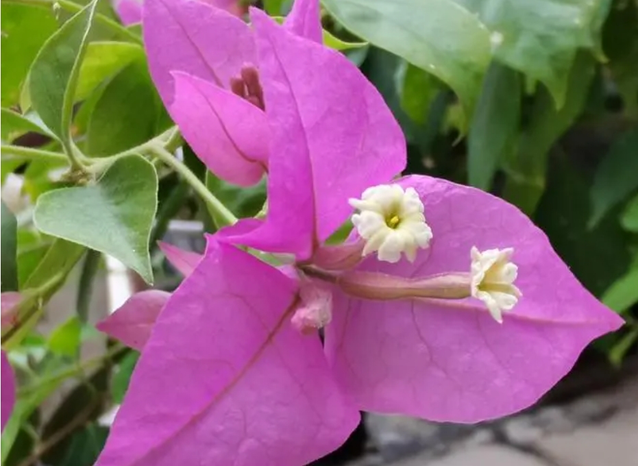 三角梅的花是三角形嗎?別被名字騙了!三角梅花朵別有洞天