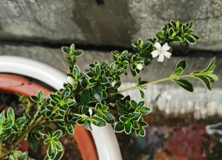 限時美景預警!六月雪開花時間揭曉,錯過即是遺憾的開始!