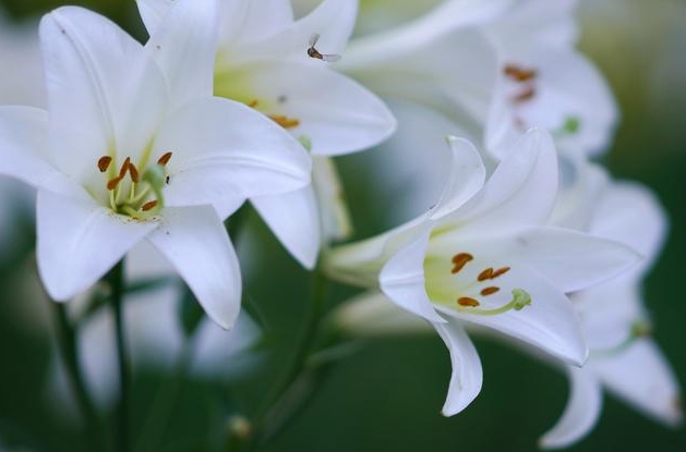 <b>室內家養百合是福是禍？深度剖析百合花的毒性與室內養殖適應性！</b>