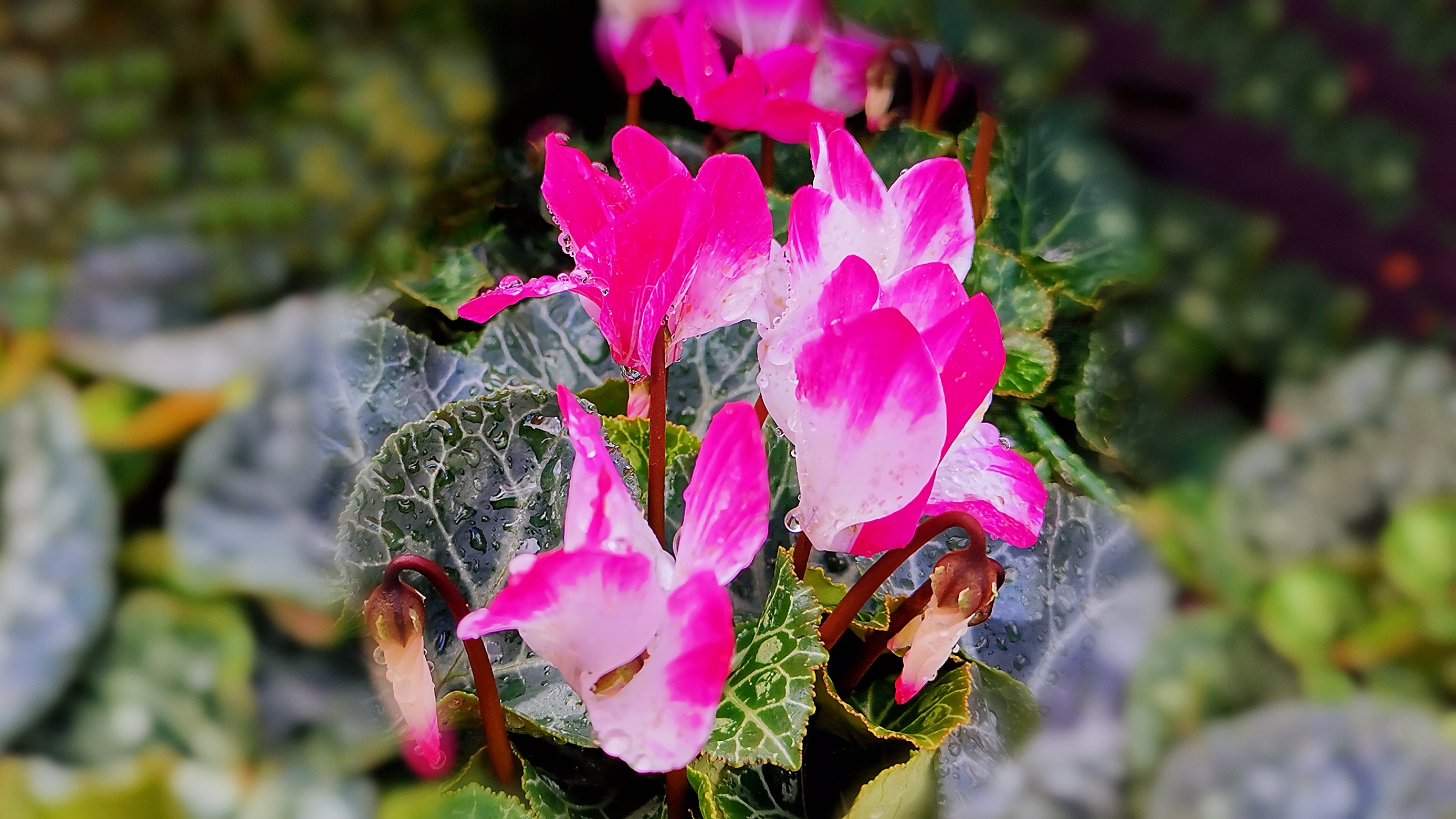 花界小精靈——仙客來,帶你領略不一樣的花卉美學與寓意!
