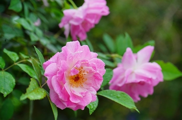 <b>薔薇花開花盛宴：揭秘薔薇花綻放時間，共赴一場視覺與嗅覺的雙重盛宴！</b>