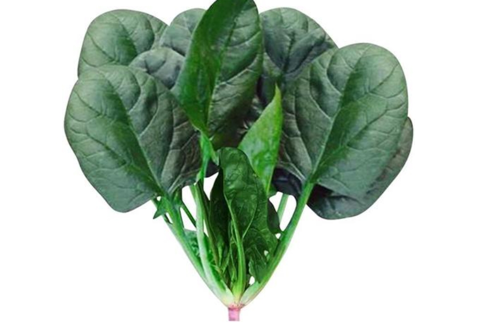 <b>掌握菠菜種植時間+科學種植法，讓你的菜園綠意盎然</b>